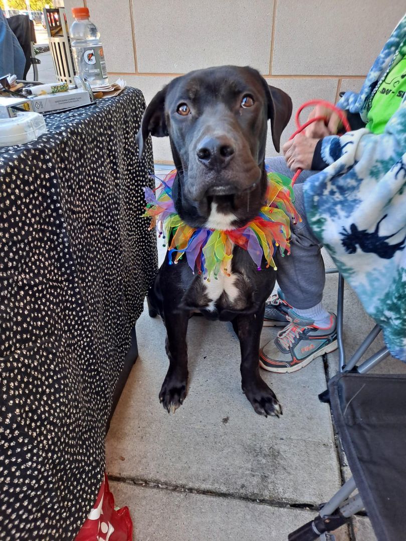 Marley, a Adoptable mixed breed in Olive Branch, MS image 5/6