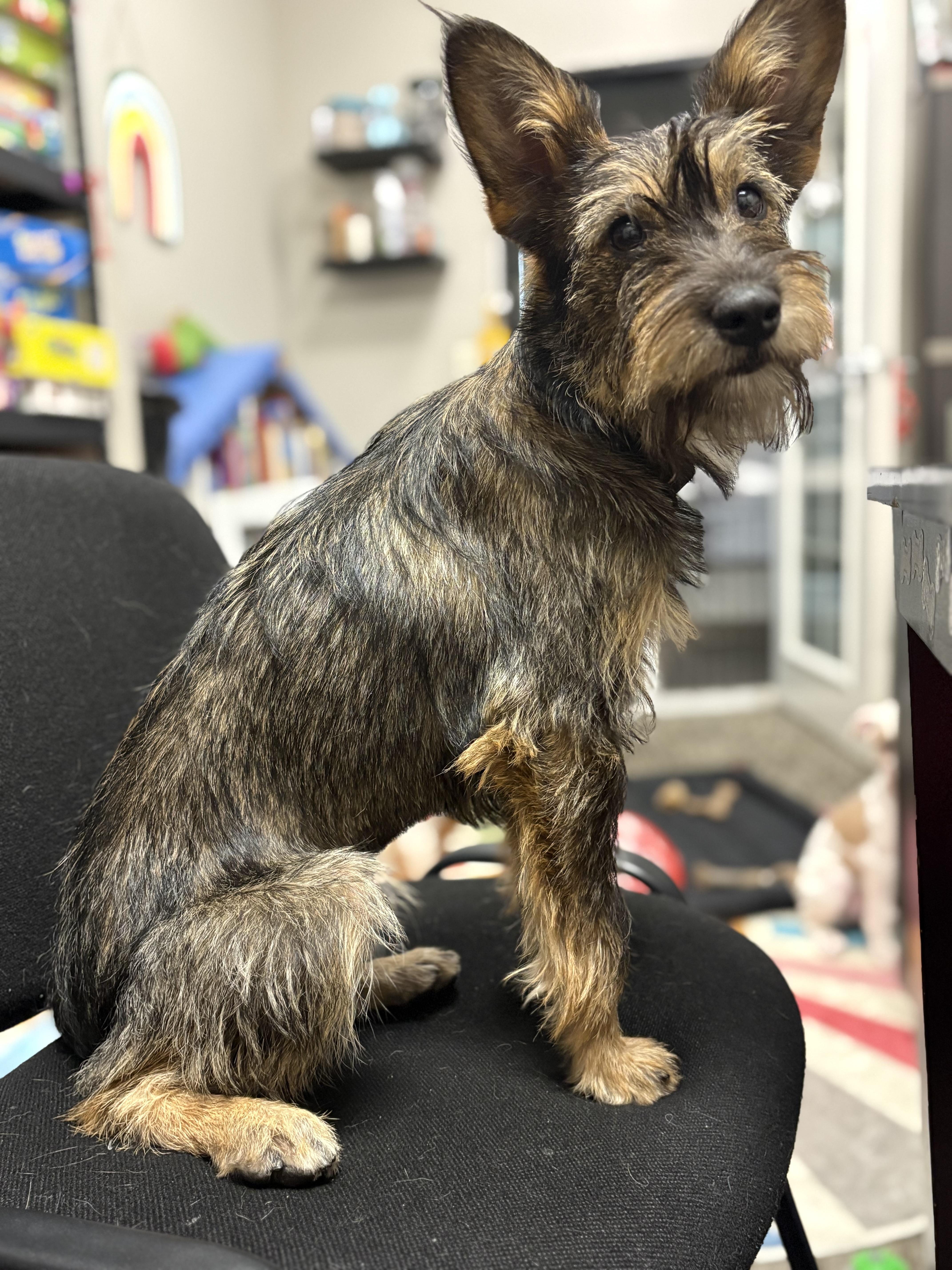 Breezie, a Adopted mixed breed in Mesa, AZ image 2/3