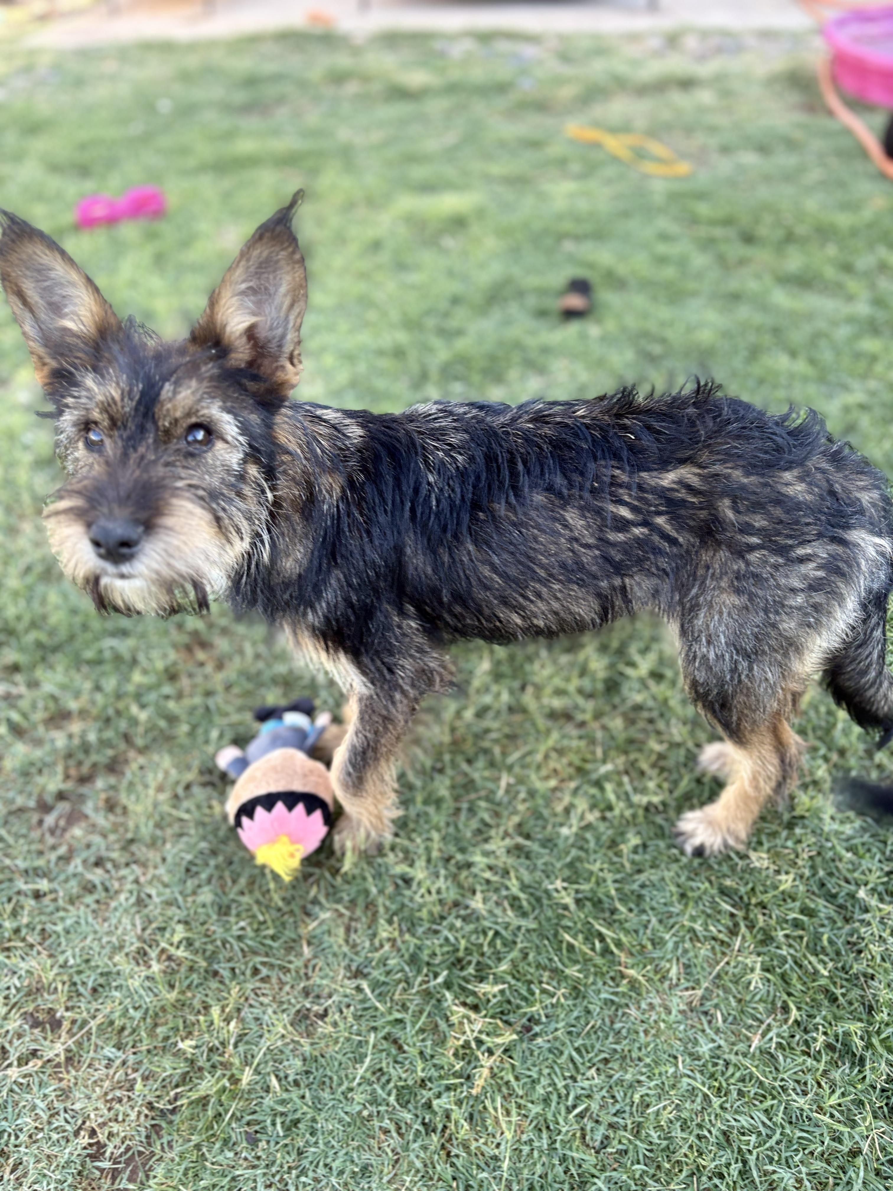 Breezie, a Adopted mixed breed in Mesa, AZ image 3/3