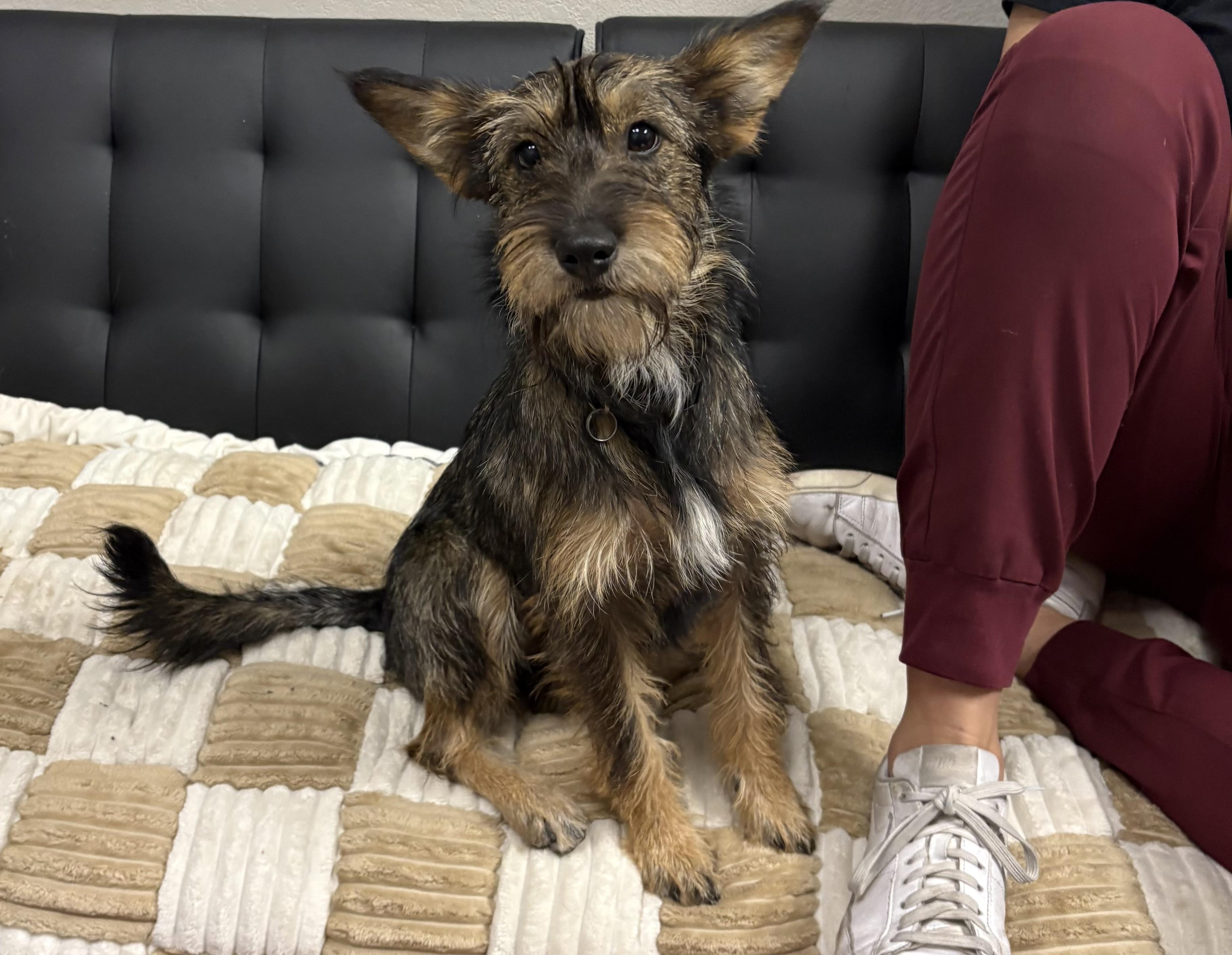 Breezie, a Adopted mixed breed in Mesa, AZ image 1/3