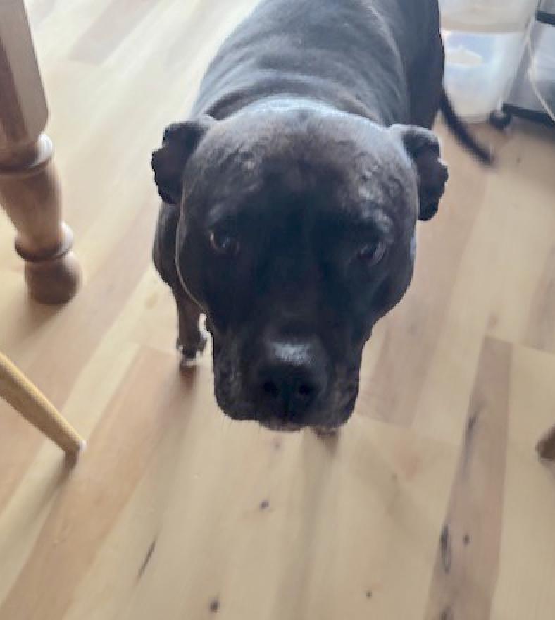 Kumar, Adoptable, Adult Male Pit Bull Terrier.