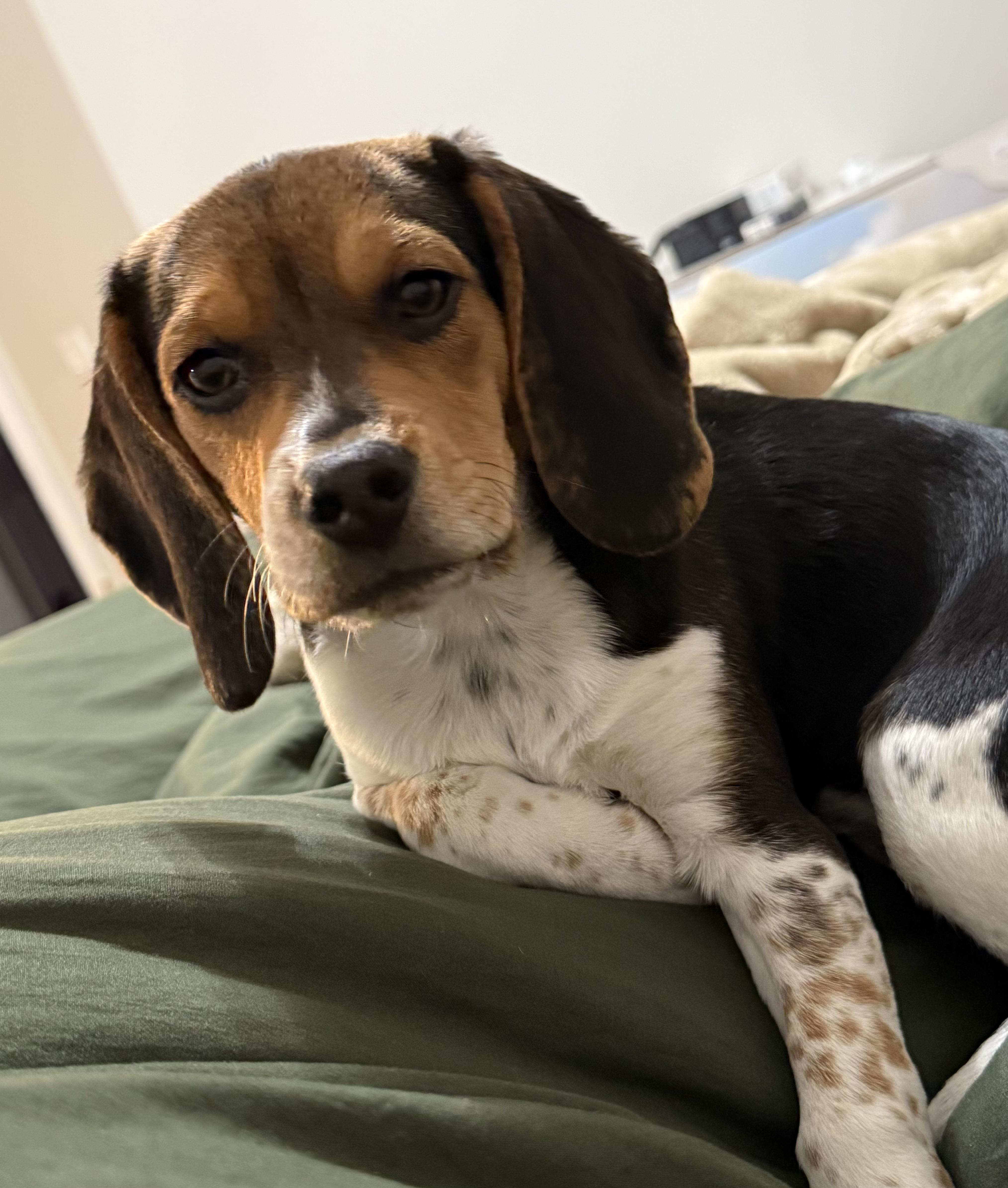 Enlarge Bindi, an adopted Beagle in Overland Park, KS image 1/3
