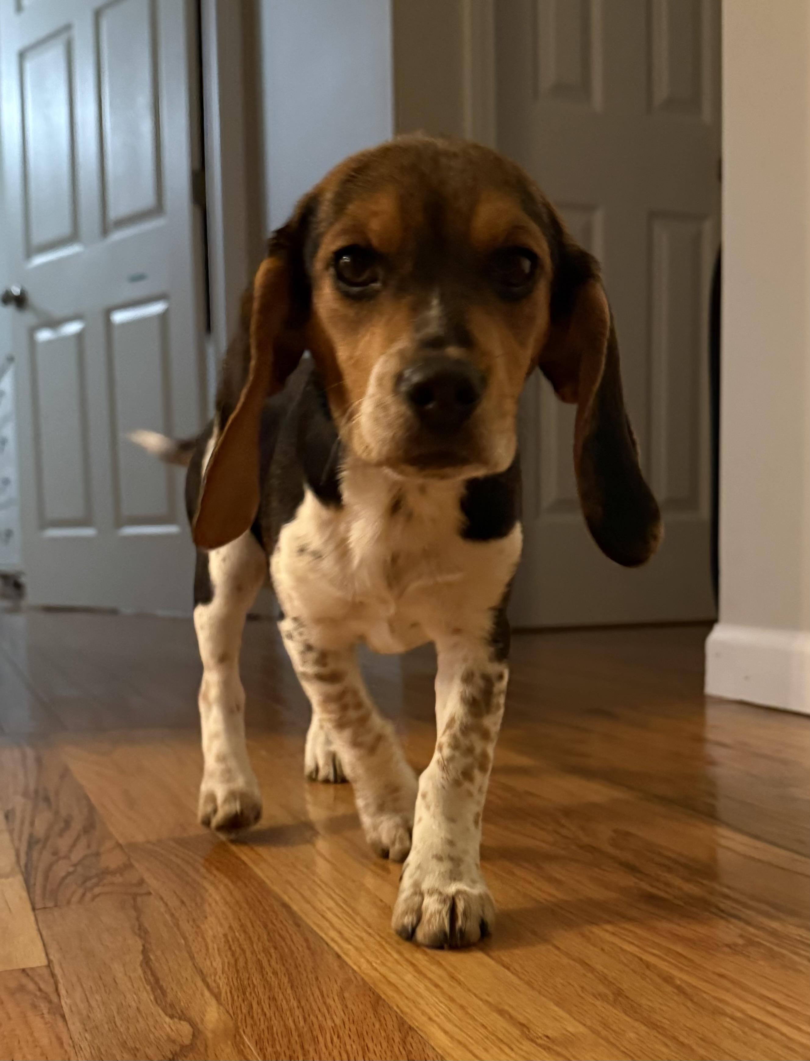 Enlarge Bindi, an adopted Beagle in Overland Park, KS image 2/3
