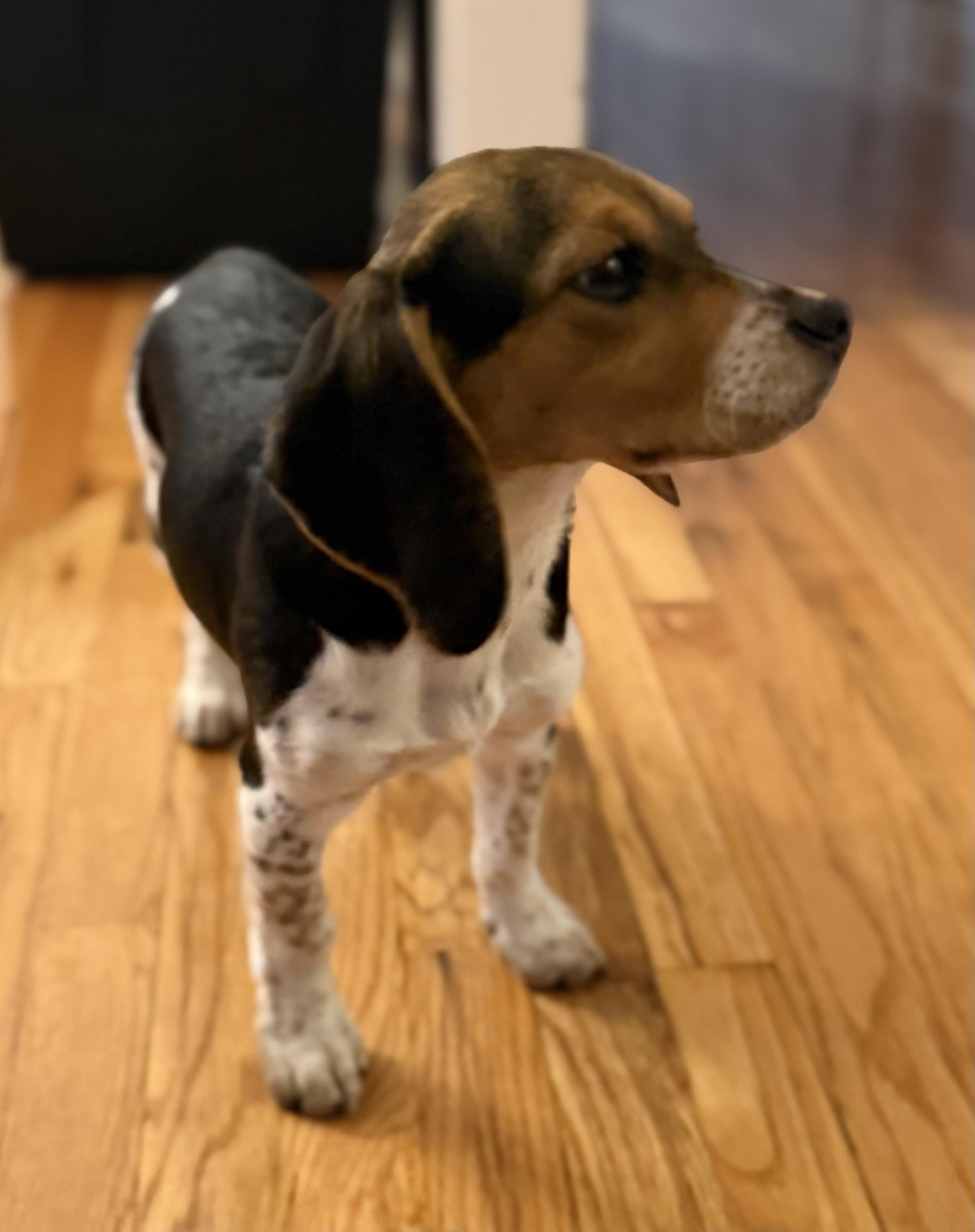 Enlarge Bindi, an adopted Beagle in Overland Park, KS image 3/3