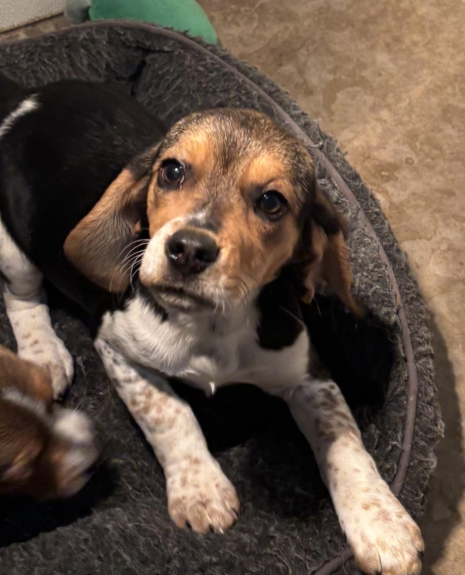 Enlarge Bindi, a ADOPTABLE Beagle in Overland Park, KS image 1/2