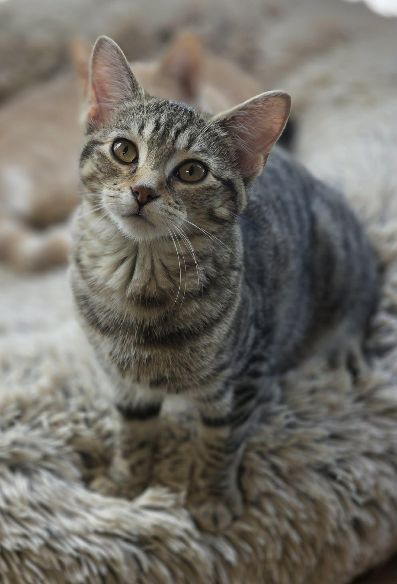 Enlarge Basil, a Adoptable Domestic Short Hair in Woodsfield, OH image 1/3