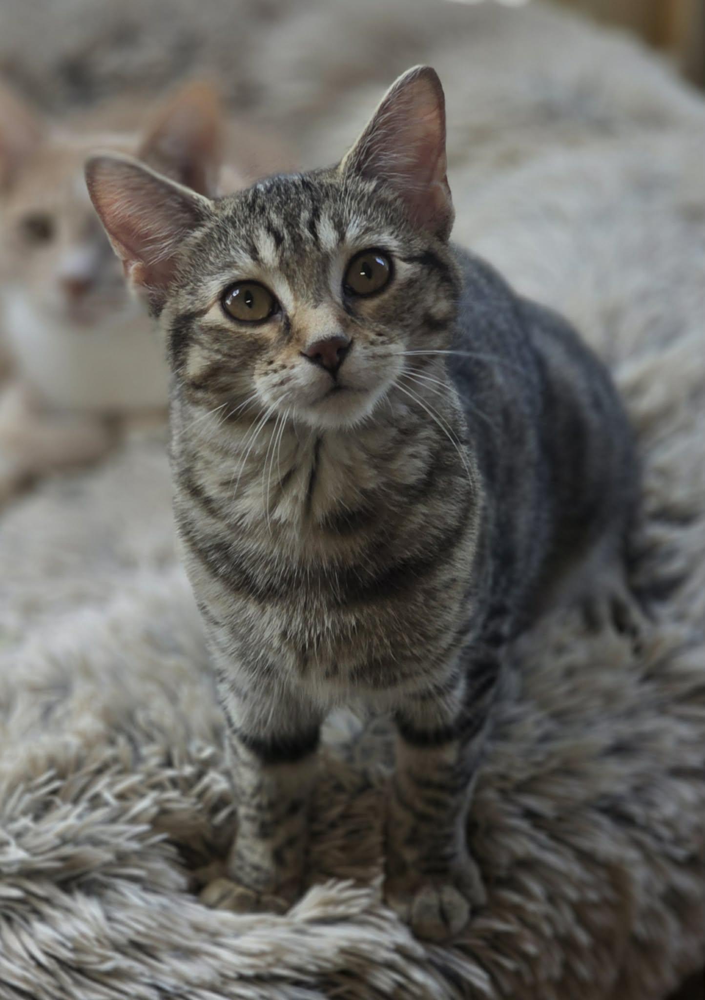 Enlarge Basil, a Adoptable Domestic Short Hair in Woodsfield, OH image 2/3
