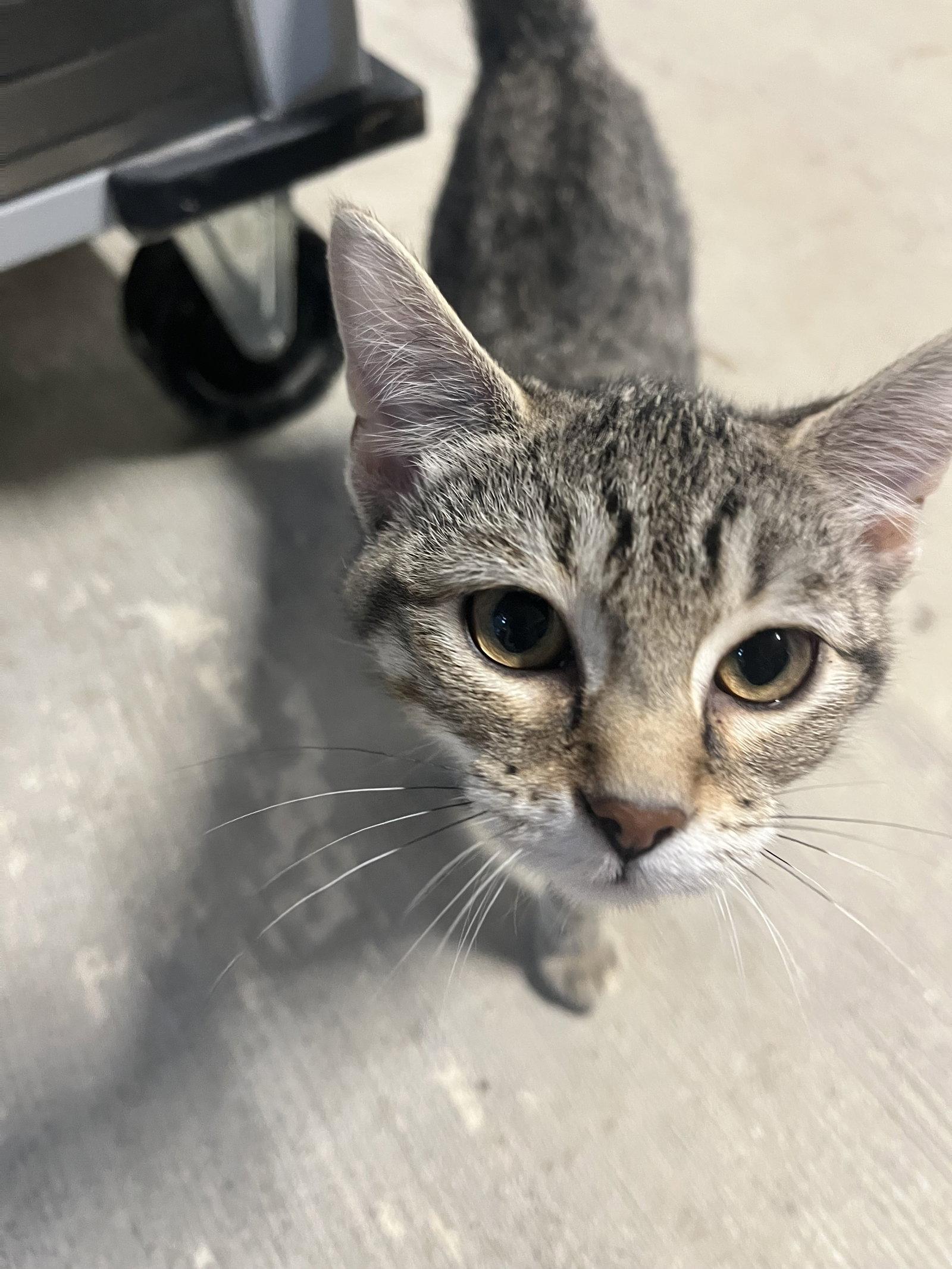 Basil, Adoptable, Kitten Female Domestic Short Hair.