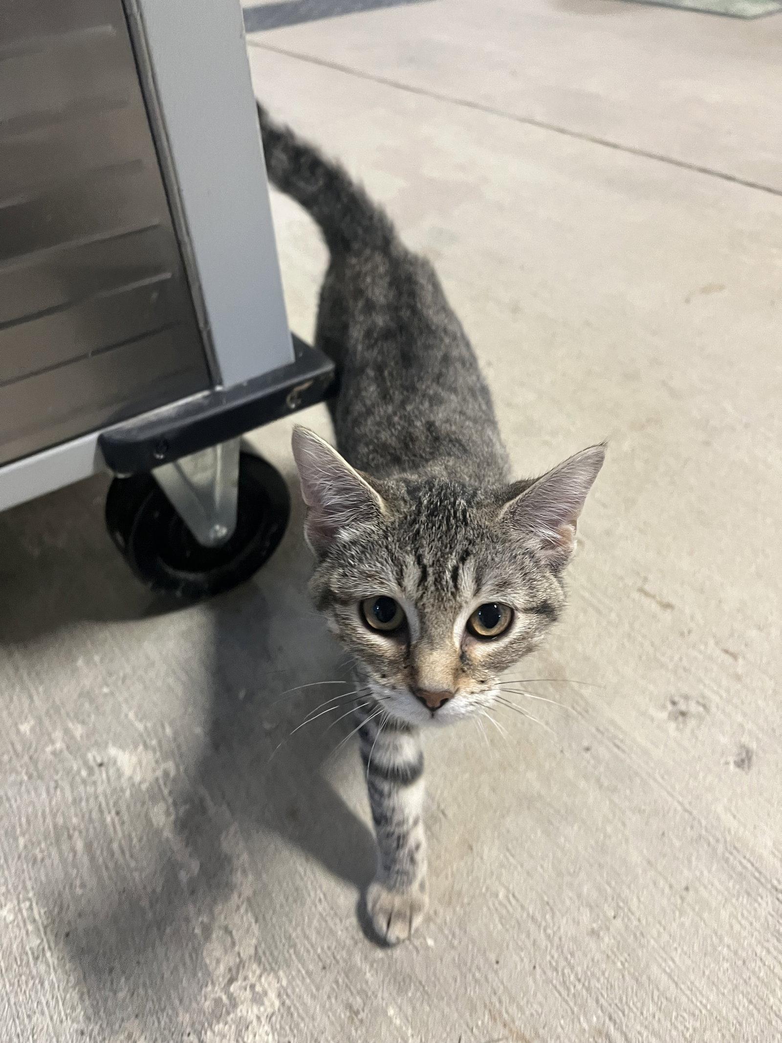 Basil, a Adoptable Domestic Short Hair in Woodsfield, OH image 2/3
