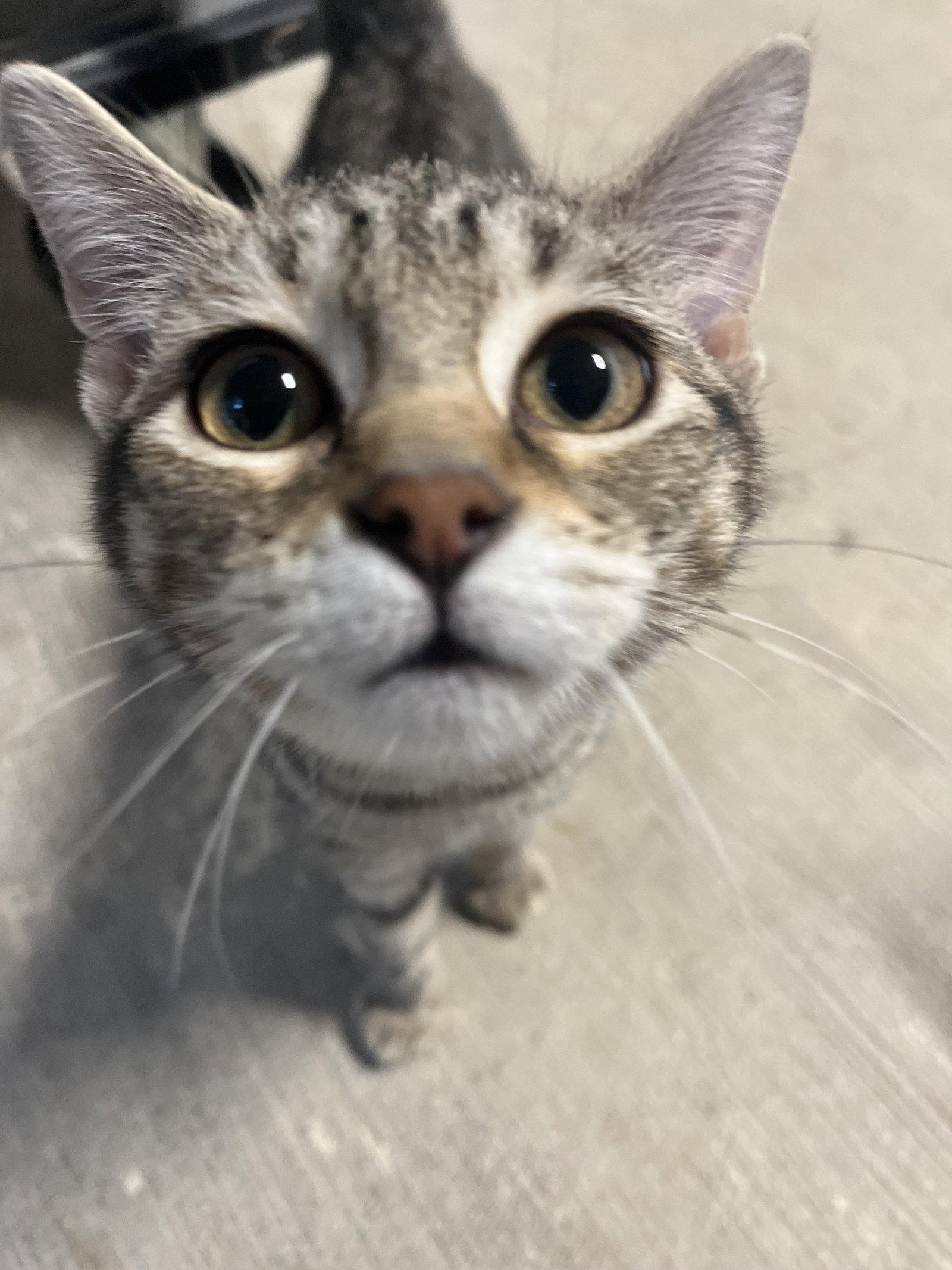 Basil, a Adoptable Domestic Short Hair in Woodsfield, OH image 3/3