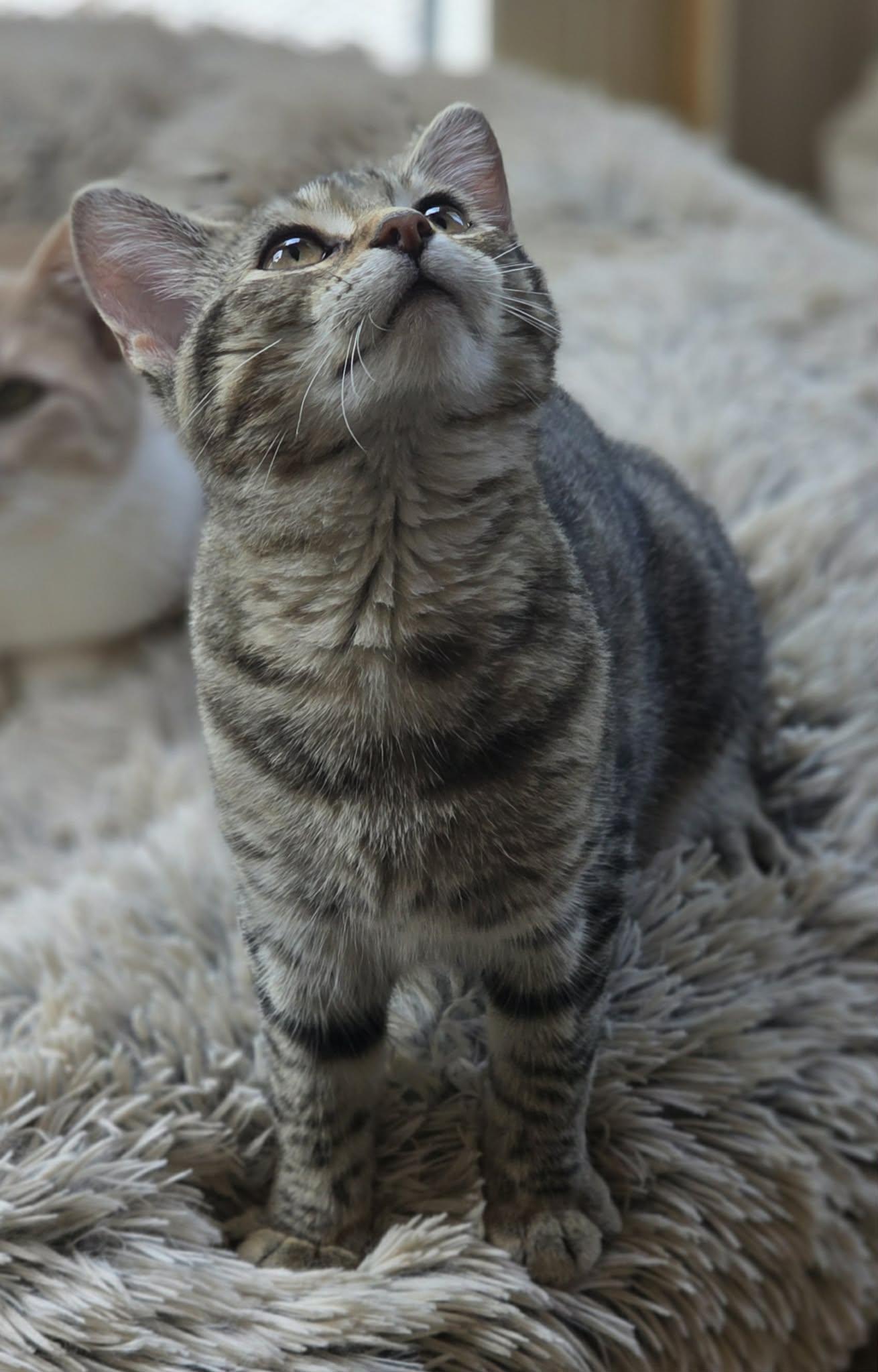 Enlarge Basil, a Adoptable Domestic Short Hair in Woodsfield, OH image 3/3