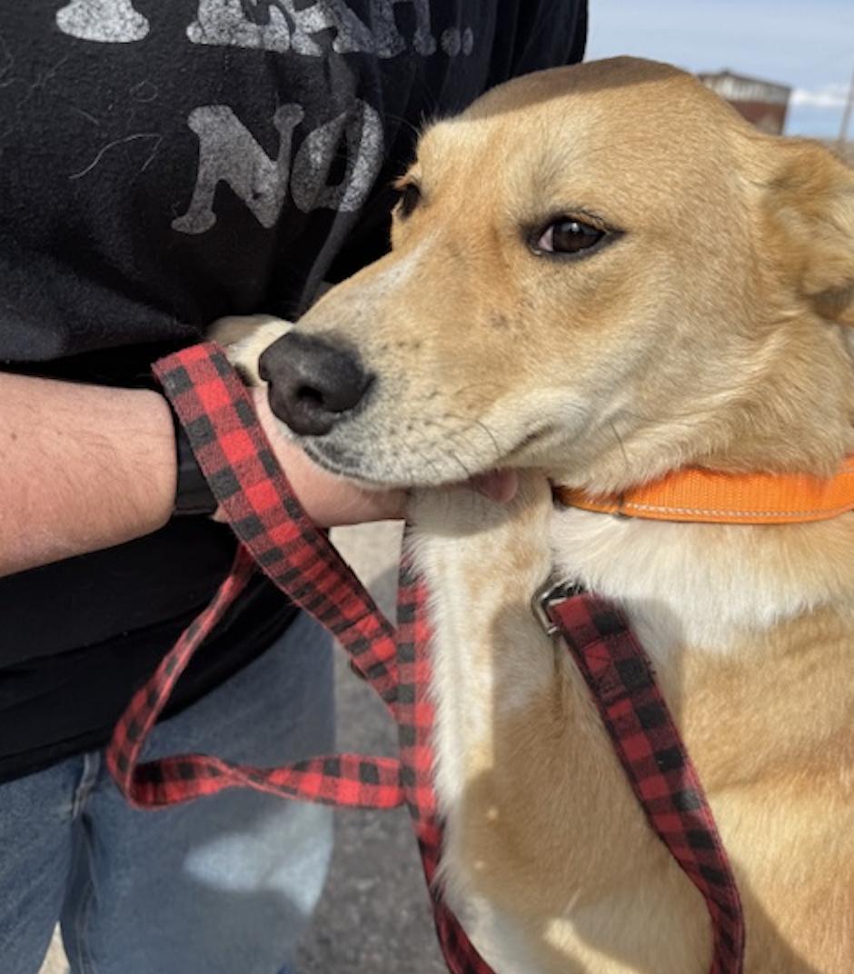 Arlo, ADOPTABLE, Young Male Shepherd & Yellow Labrador Retriever.