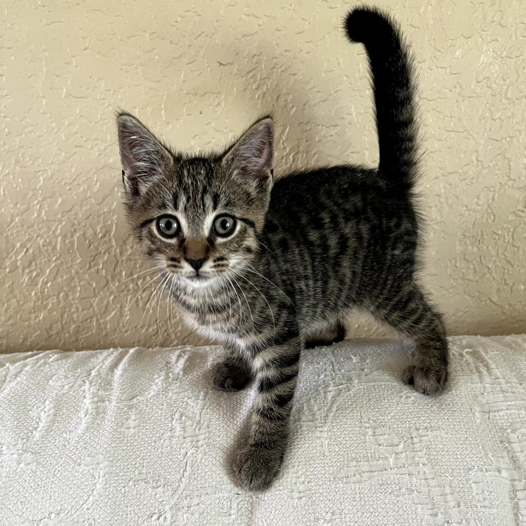 Enlarge Thunder, a Adoptable Domestic Short Hair in Parkland, FL image 2/2