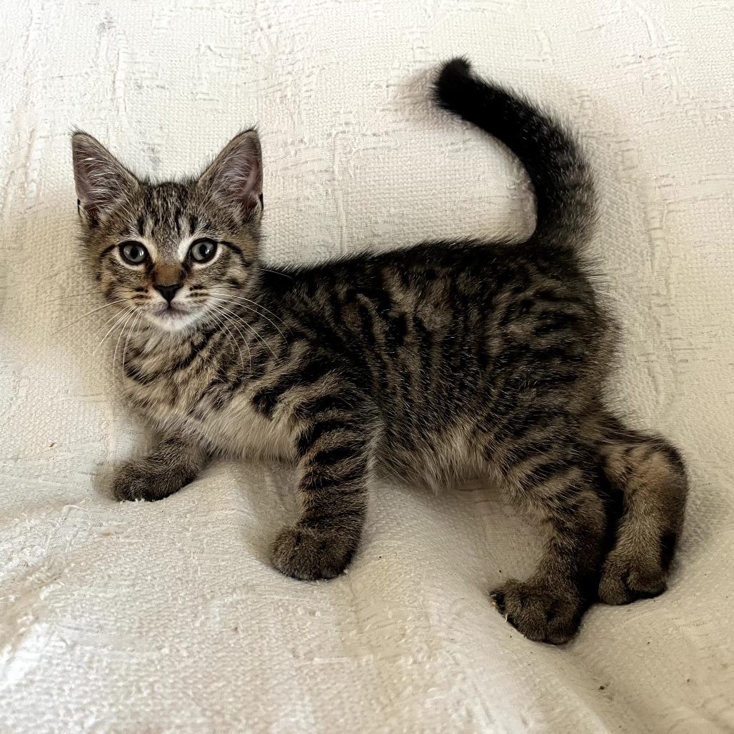 Enlarge Thunder, a Adoptable Domestic Short Hair in Parkland, FL image 1/2