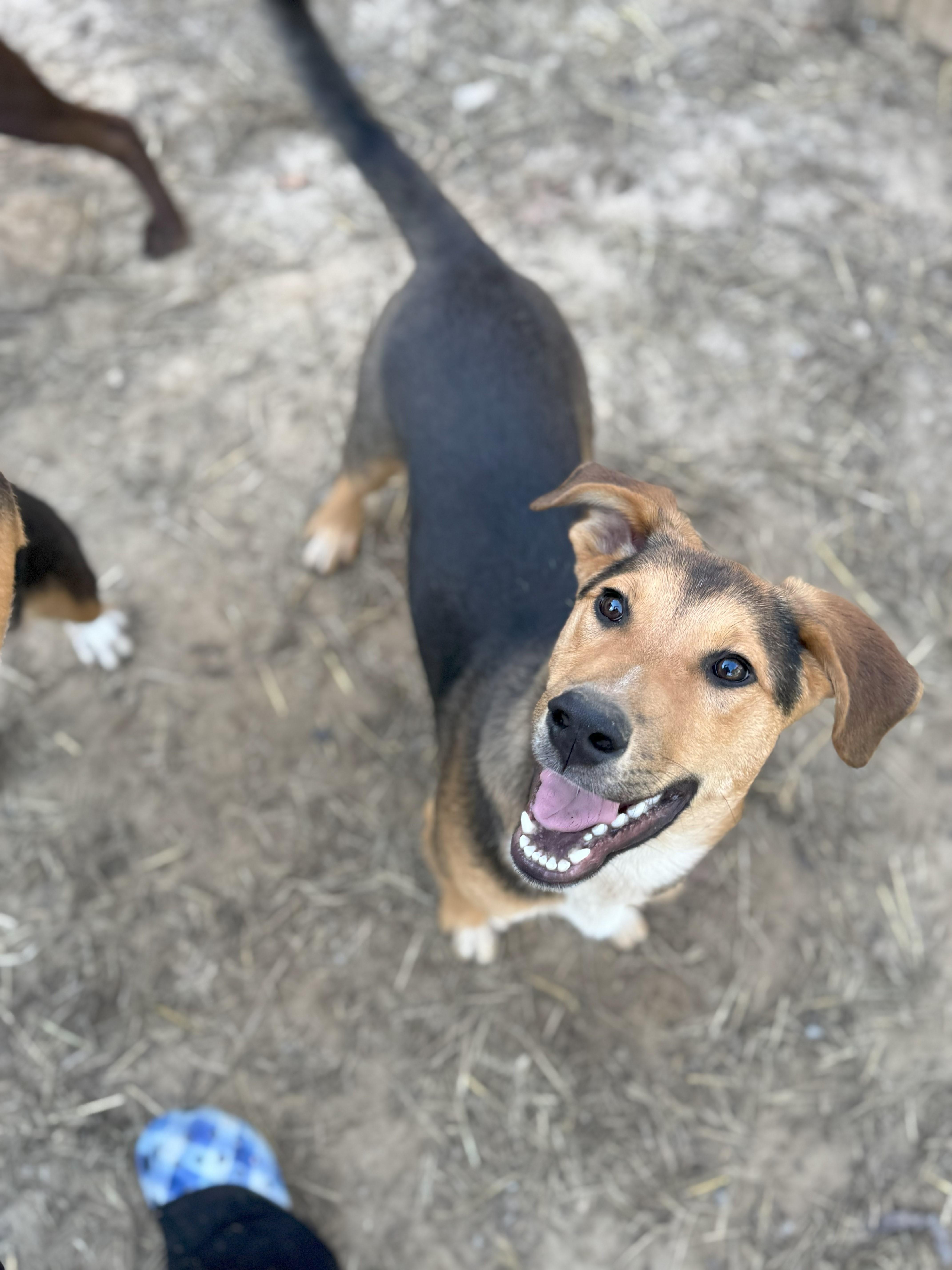 Enlarge Alfonzo, a Adoptable mixed breed in Glenwood, AR image 1/1