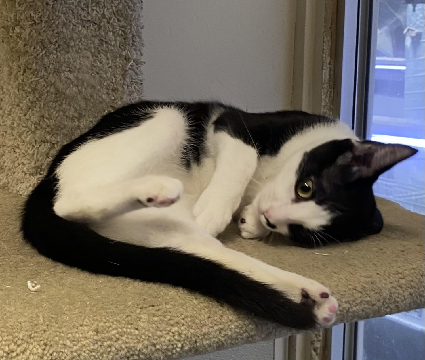 Enlarge Marietta, a Adoptable Domestic Short Hair in Los Angeles, CA image 2/6