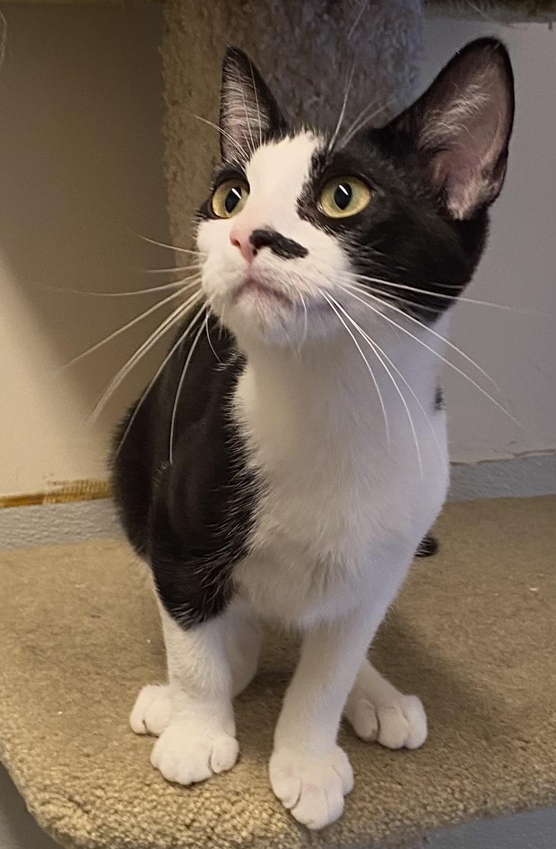 Enlarge Marietta, a Adoptable Domestic Short Hair in Los Angeles, CA image 4/6