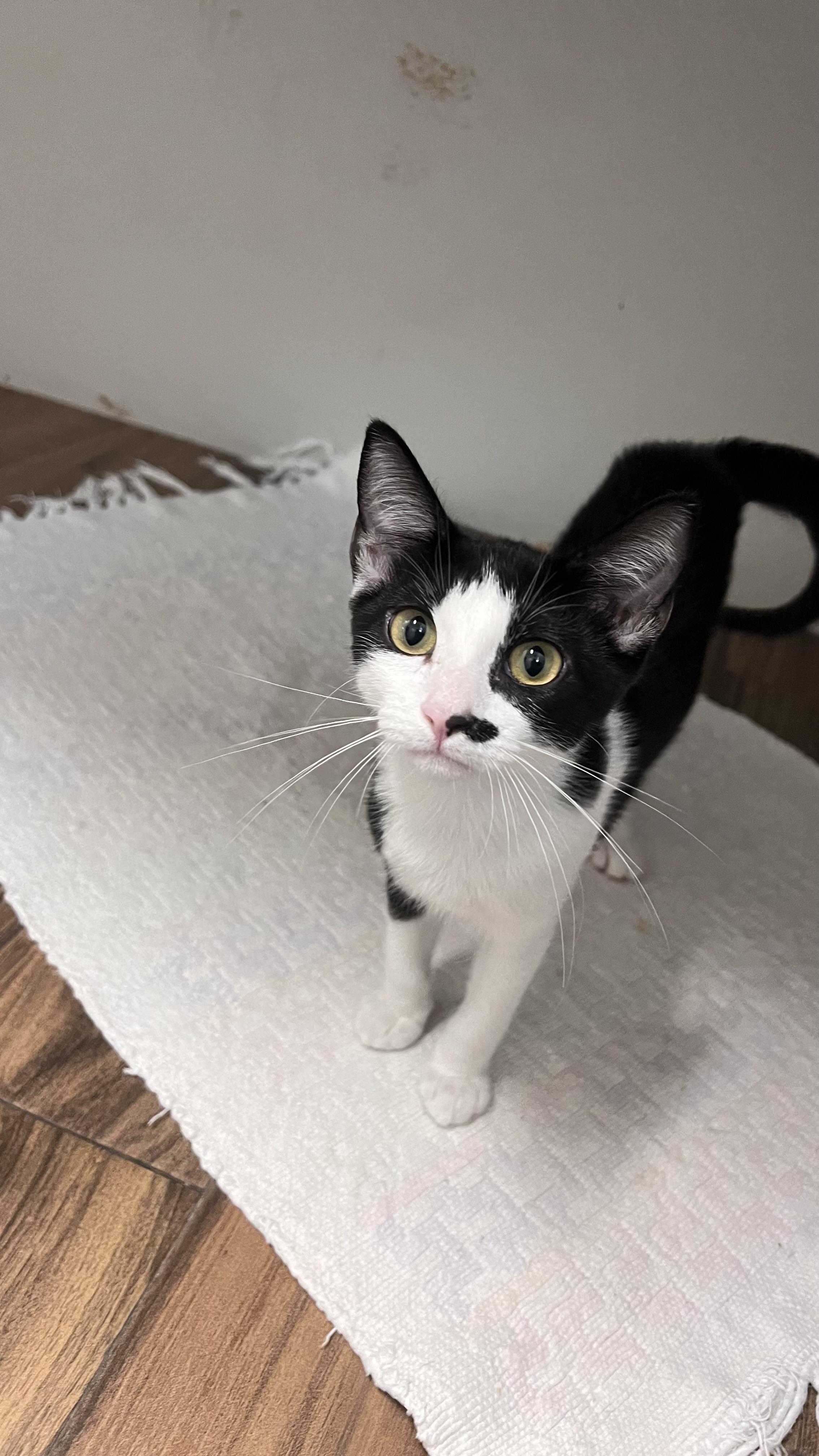 Enlarge Marietta, a Adoptable Domestic Short Hair in Los Angeles, CA image 6/6