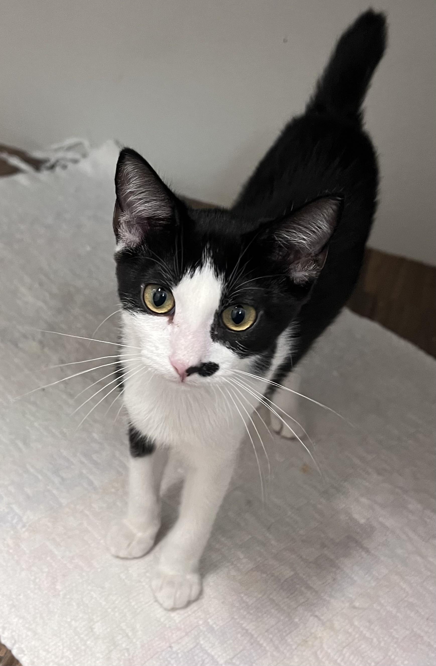 Marietta, Adoptable, Kitten Female Domestic Short Hair.