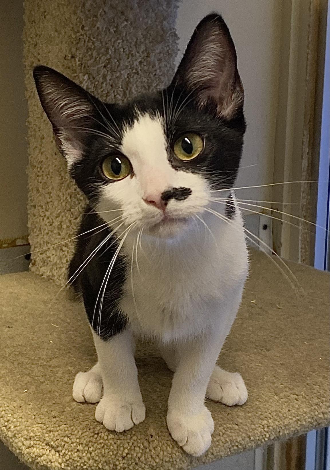 Enlarge Marietta, a Adoptable Domestic Short Hair in Los Angeles, CA image 3/6