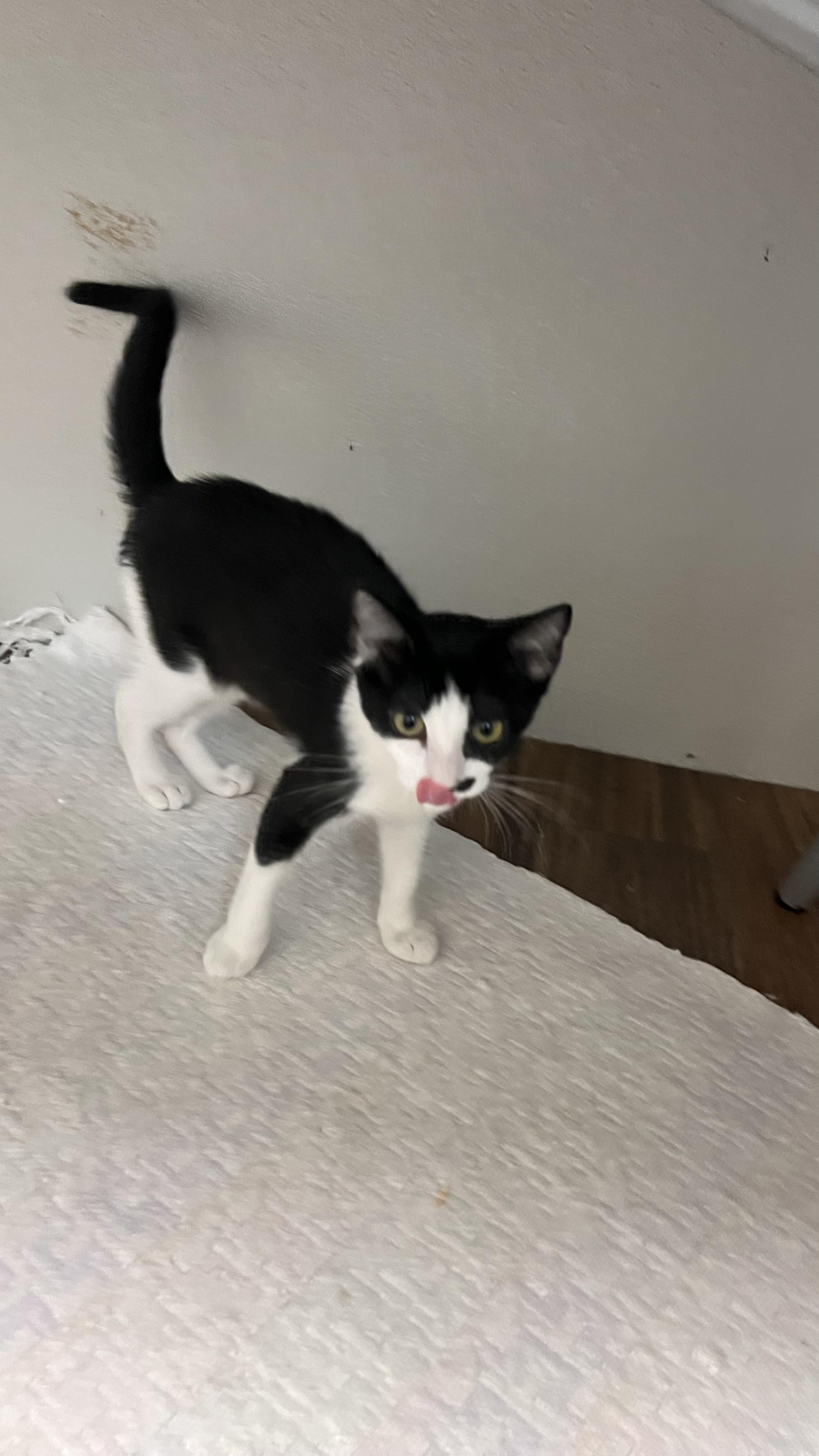Enlarge Marietta, a Adoptable Domestic Short Hair in Los Angeles, CA image 5/6