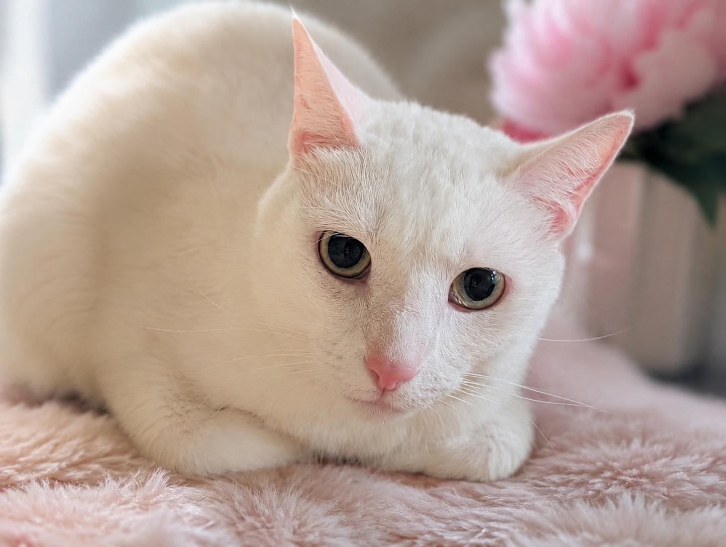 Jilly, adopted, Young Female Domestic Short Hair.