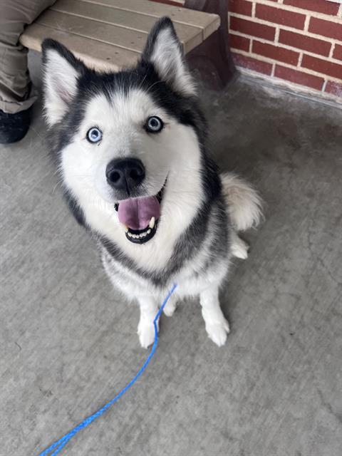 SKY, Adoptable, Senior Female Siberian Husky & Mixed Breed.