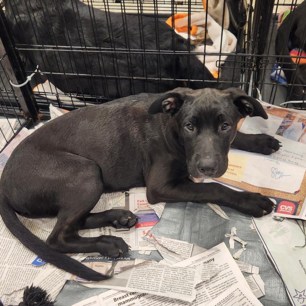 Benjamin LK, Adoptable, Young Male Black Labrador Retriever & Boxer.