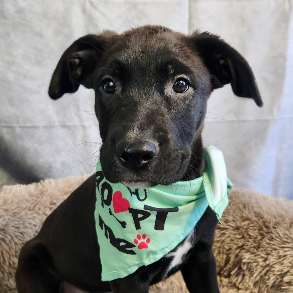 Benjamin LK, a Adoptable mixed breed in Jacksonville, FL image 2/6