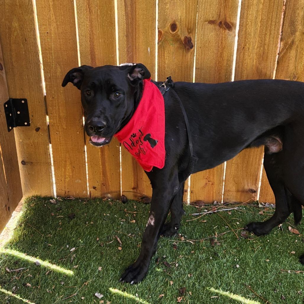 Benjamin LK, a Adoptable mixed breed in Jacksonville, FL image 4/6