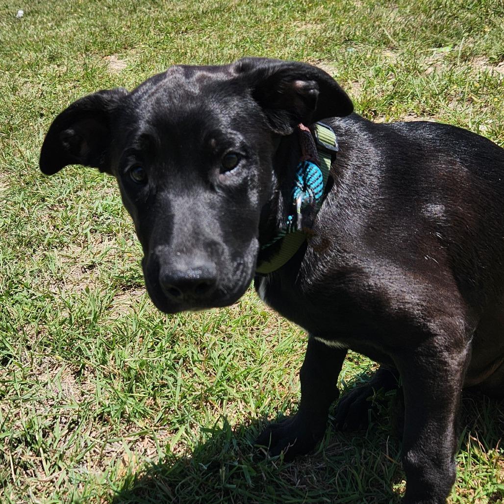 Benjamin LK, a Adoptable mixed breed in Jacksonville, FL image 5/6