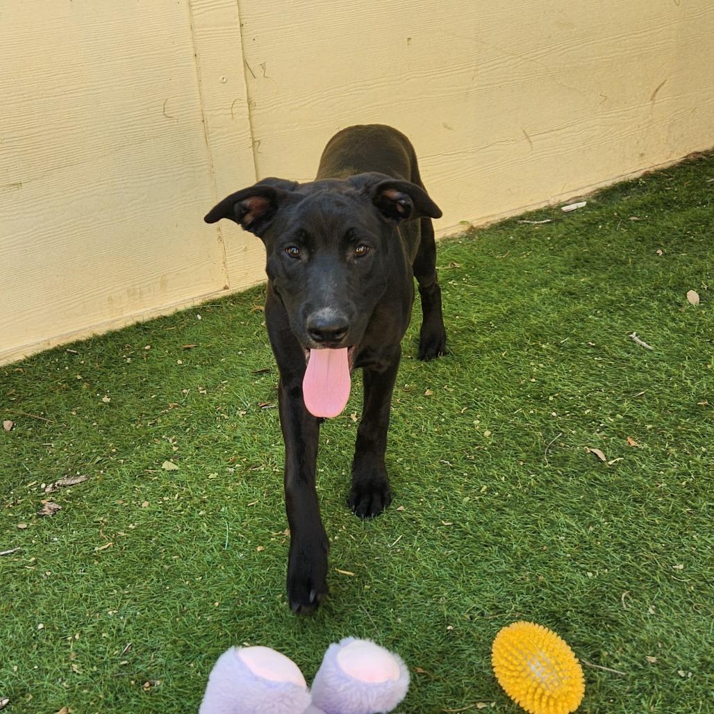 Benjamin LK, a Adoptable mixed breed in Jacksonville, FL image 6/6