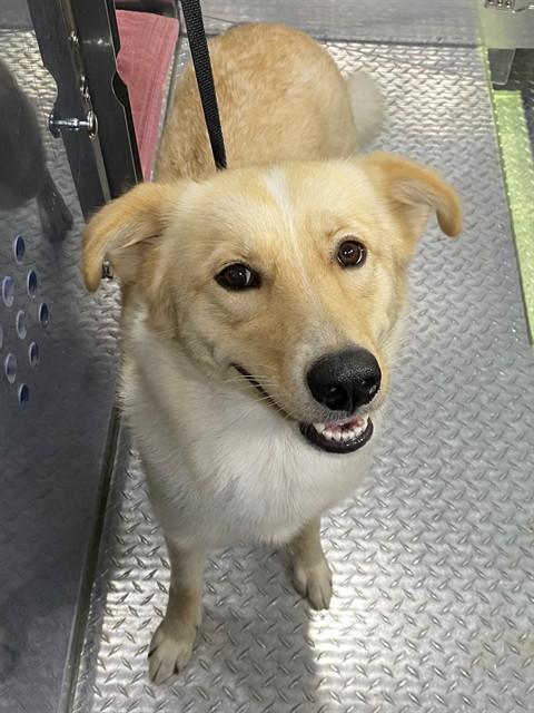 Enlarge SHELBY, a Adoptable mixed breed in Fort Myers, FL image 1/1
