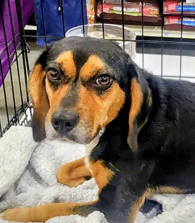 Enlarge Missy, a Adopted Beagle in Oakland Park, FL image 1/3