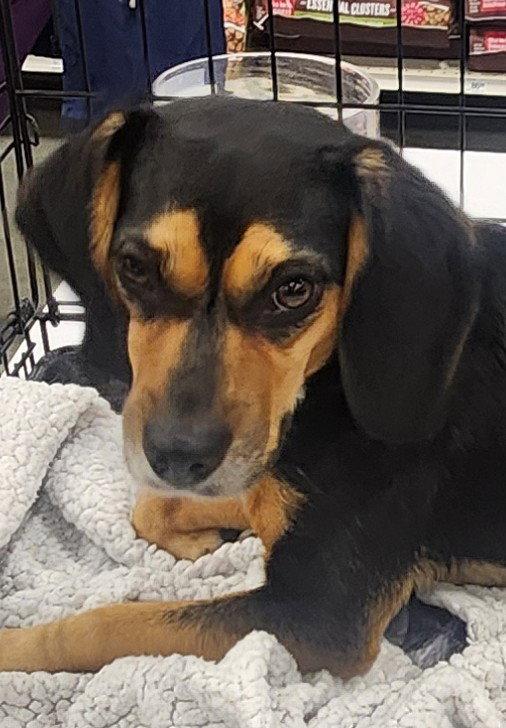 Enlarge Missy, a Adopted Beagle in Oakland Park, FL image 2/3