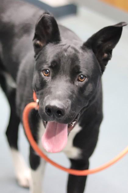 Boomie, a Adoptable mixed breed in Walla Walla, WA image 1/3