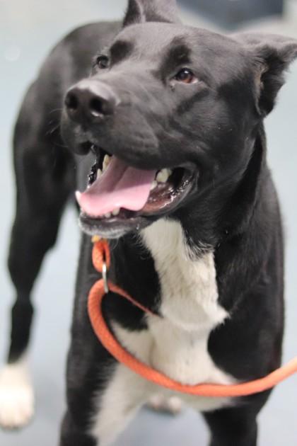 Boomie, a Adoptable mixed breed in Walla Walla, WA image 2/3