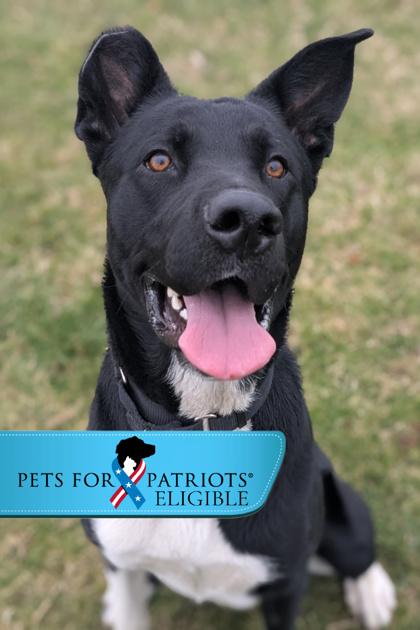 Boomie, a Adoptable mixed breed in Walla Walla, WA image 3/3