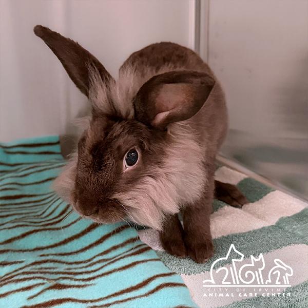 Enlarge ROGER, a Adoptable Lionhead in Irvine, CA image 1/1