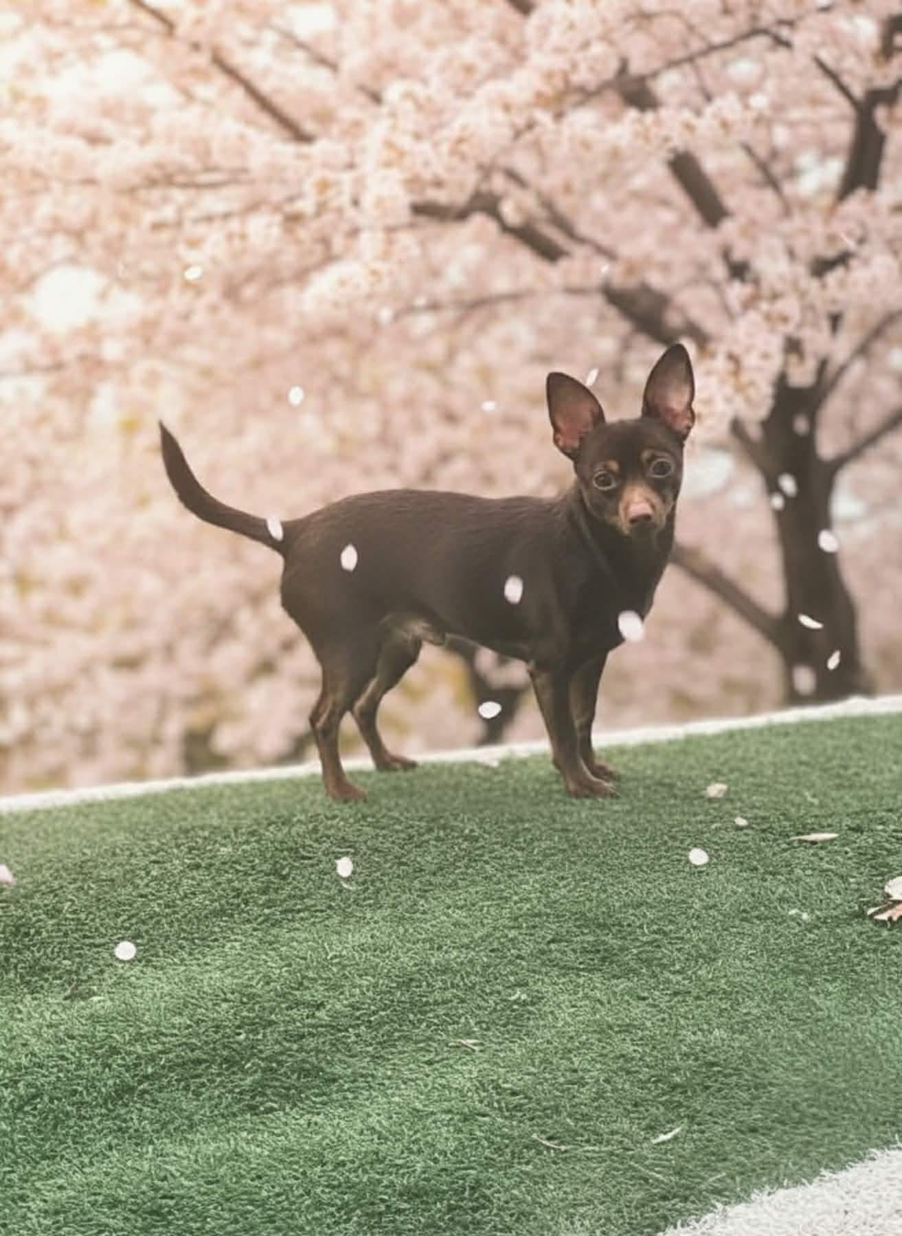 Chico, a ADOPTABLE Chihuahua in Saginaw, MI image 3/3
