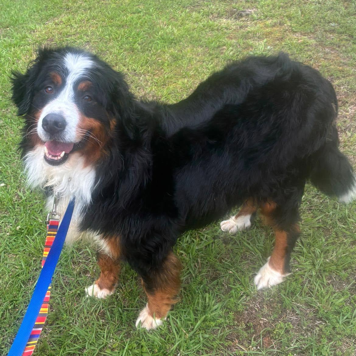 Zuri, ADOPTABLE, Adult Female Bernese Mountain Dog.
