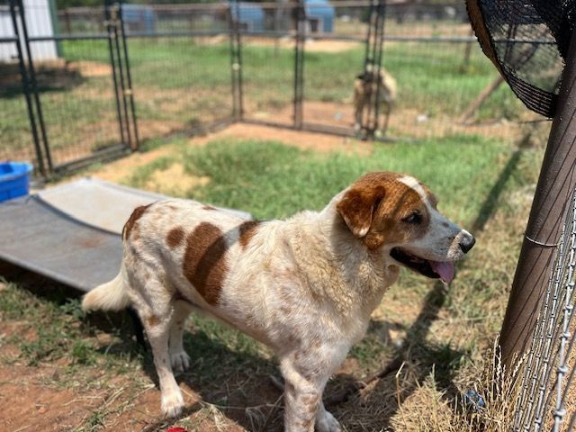 Charlie , a Adoptable mixed breed in Paradise, TX image 2/2