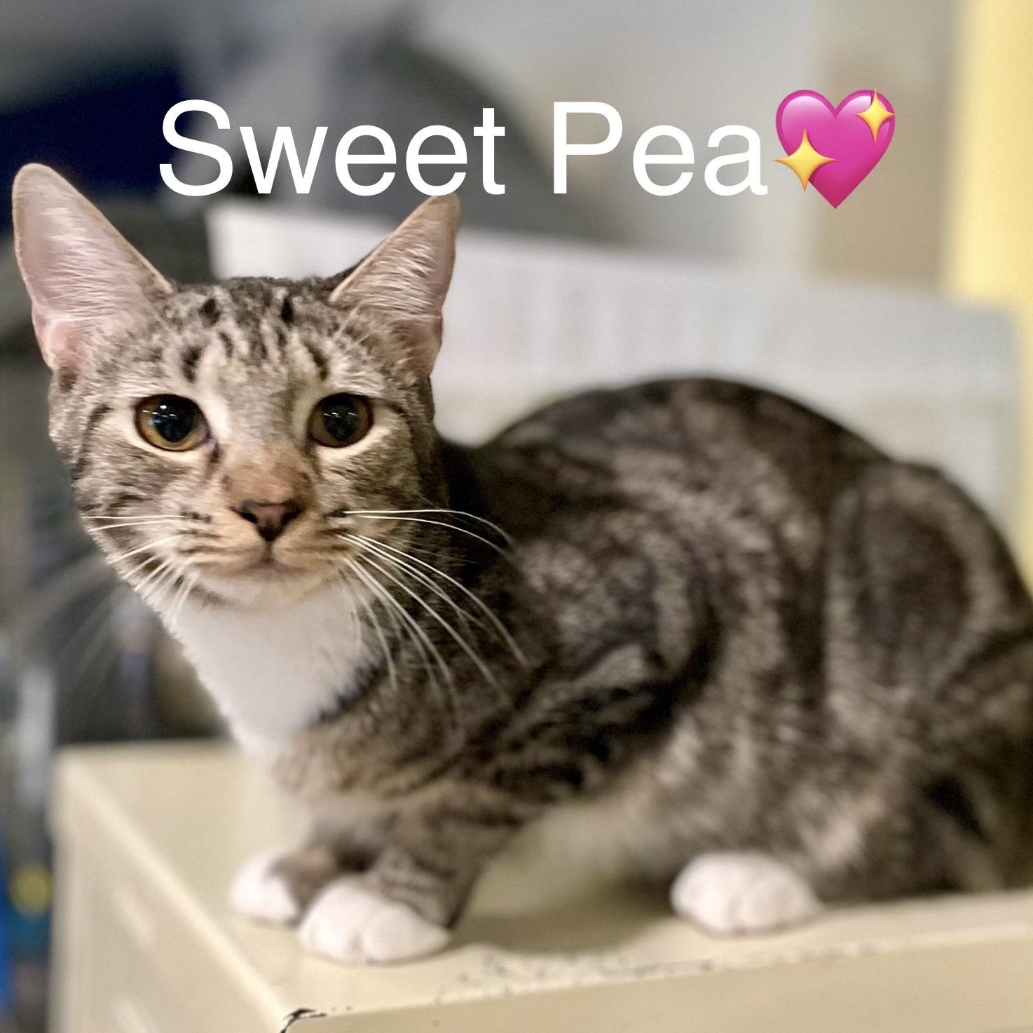 Sweet Pea