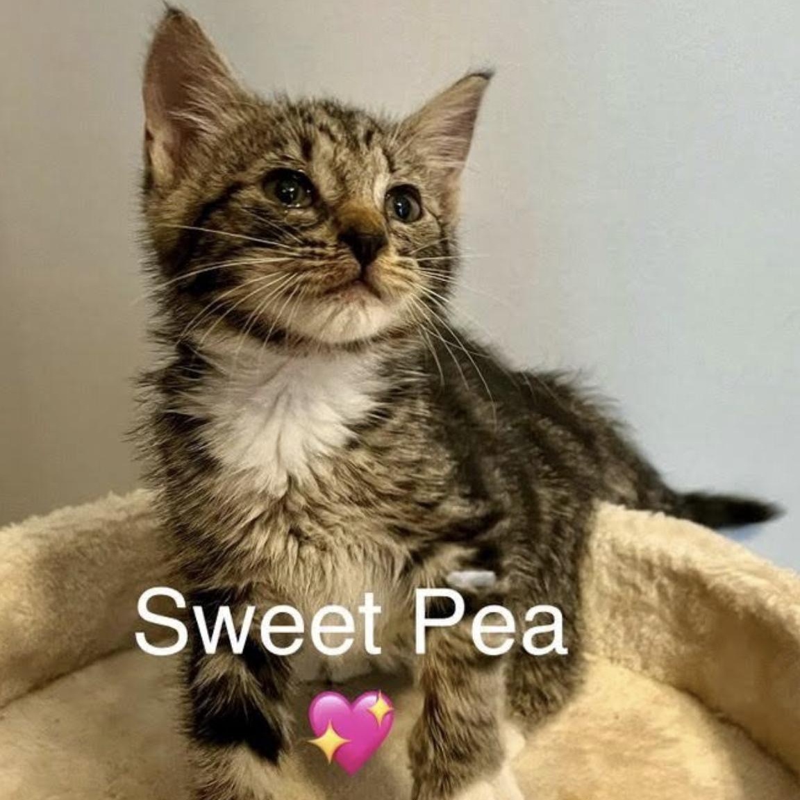 Sweet Pea 5