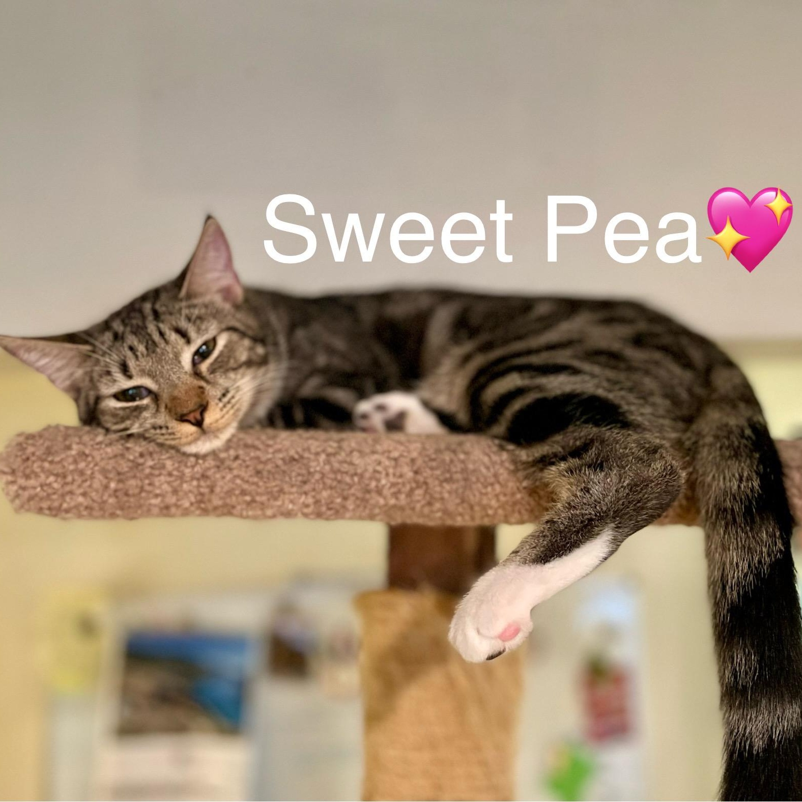 Sweet Pea 2