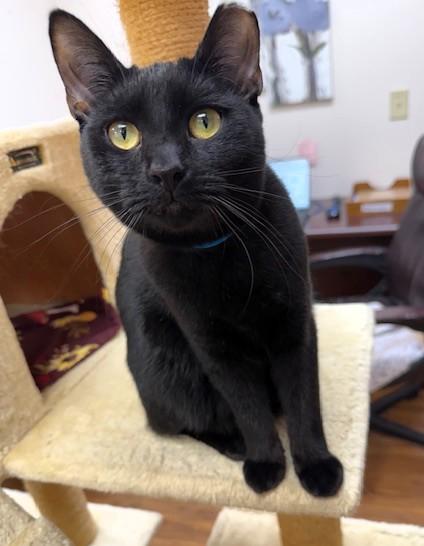 Enlarge Chip, a ADOPTABLE Domestic Short Hair in Medina, OH image 1/1