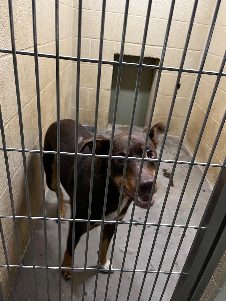 Enlarge Krewe, a Adopted Terrier in Benton, AR image 1/3