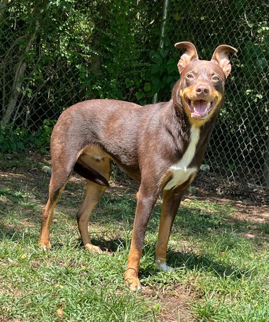 Enlarge Krewe, a Adopted Terrier in Benton, AR image 3/3