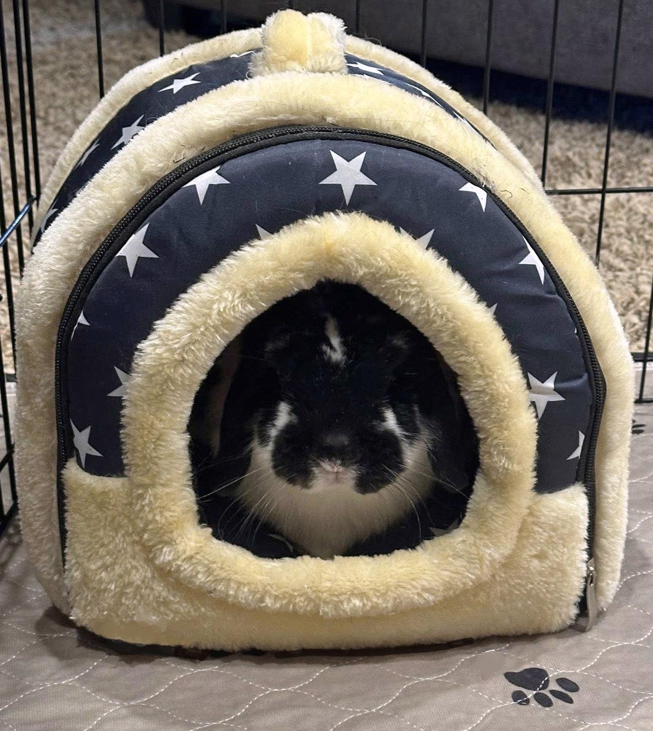 Harold, Adopted, Adult Male Holland Lop & Mini Lop.