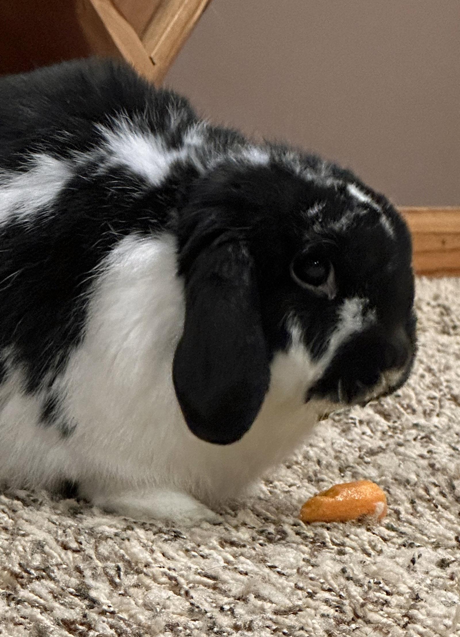 Harold, a Adopted mixed breed in Lakeville, MN image 2/3